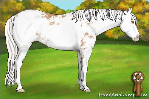 Horse Color: Silver Black Pearl Sabino 