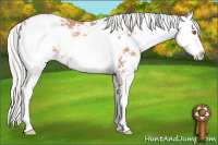 Horse Color:Silver Black Pearl Sabino 