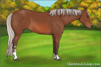 Horse Color:Silver Bay Sabino 