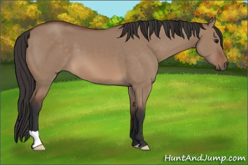 Horse Color: Bay Dun 