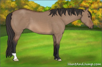 Horse Color:Bay Dun 