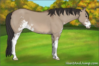 Horse Color:Brown Dun Sabino