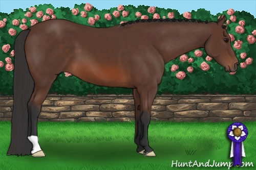 Horse Color: Bay 
