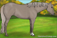 Horse Color:Silver Grullo 