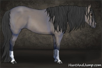 Horse Color:Grullo 