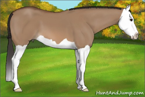 Horse Color: Bay Dun Splash 