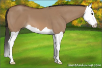 Horse Color:Bay Dun Splash 