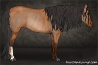 Horse Color:Bay Dun Rabicano 