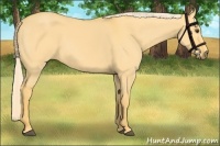 Horse Color:Palomino Dun