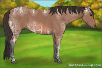 Horse Color:Bay Ice Sabino 