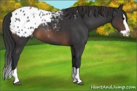 Horse Color:Brown Splash Appaloosa 