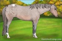 Horse Color:Bay Appaloosa 