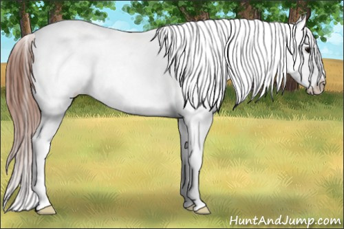 Horse Color: Bay Splash Tobiano Snowcap 