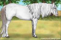 Horse Color:Bay Splash Appaloosa 