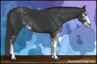 Horse Color:Black Sabino 