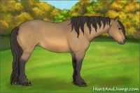 Horse Color:Buckskin Roan Sabino