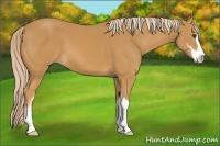 Horse Color:Palomino Sabino 