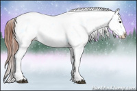 Horse Color:Bay Splash Appaloosa 