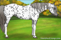 Horse Color:Gray Smoky Black Tobiano Appaloosa