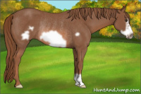 Horse Color:Liver Chestnut Frame Rabicano