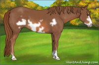 Horse Color:Liver Chestnut Frame 