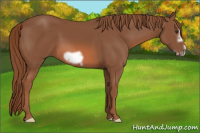 Horse Color:Liver Chestnut Frame 
