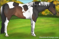 Horse Color:Brown Tobiano 
