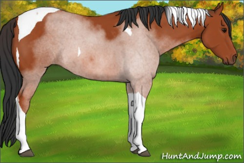 Horse Color: Bay Tobiano 