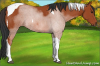 Horse Color:Bay Tobiano 