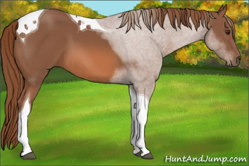 Horse Color: Chestnut Tobiano 