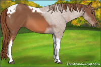 Horse Color:Chestnut Tobiano
