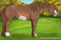 Horse Color:Liver Chestnut Frame 