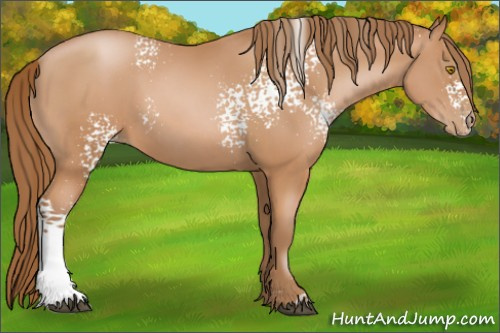 Horse Color: White Spotted Bay Pearl 
