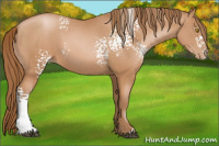Horse Color:White Spotted Bay Pearl 