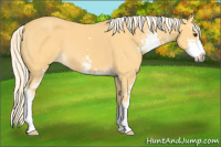 Horse Color:Palomino Sabino