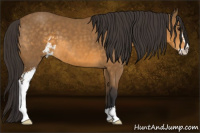 Horse Color:Buckskin Sabino 
