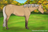 Horse Color:Silver Buckskin Dun