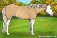 Horse Color:Gray Silver Amber Cream Champagne Dun Splash 