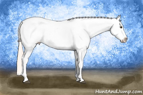 Horse Color:Palomino Roan Dun Appaloosa 