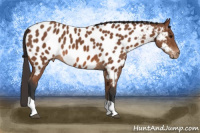 Horse Color:Bay Tobiano Appaloosa 