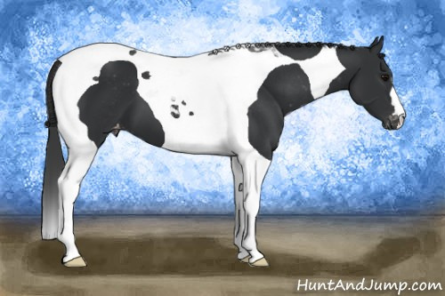 Horse Color: Black Tobiano Varnish 