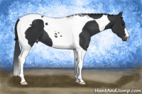 Horse Color:Black Tobiano Appaloosa