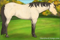 Horse Color:Buckskin Roan Dun Rabicano