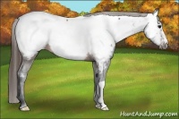 Horse Color:Brown Appaloosa 