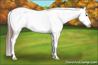 Horse Color:Brown Dun Appaloosa 