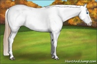 Horse Color:Bay Splash Snowcap 