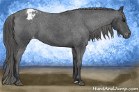 Horse Color:Brown Appaloosa