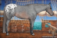 Horse Color:Brown Appaloosa 