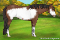 Horse Color:Bay Sabino Frame 