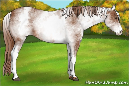 Horse Color: White Spotted Liver Chestnut 